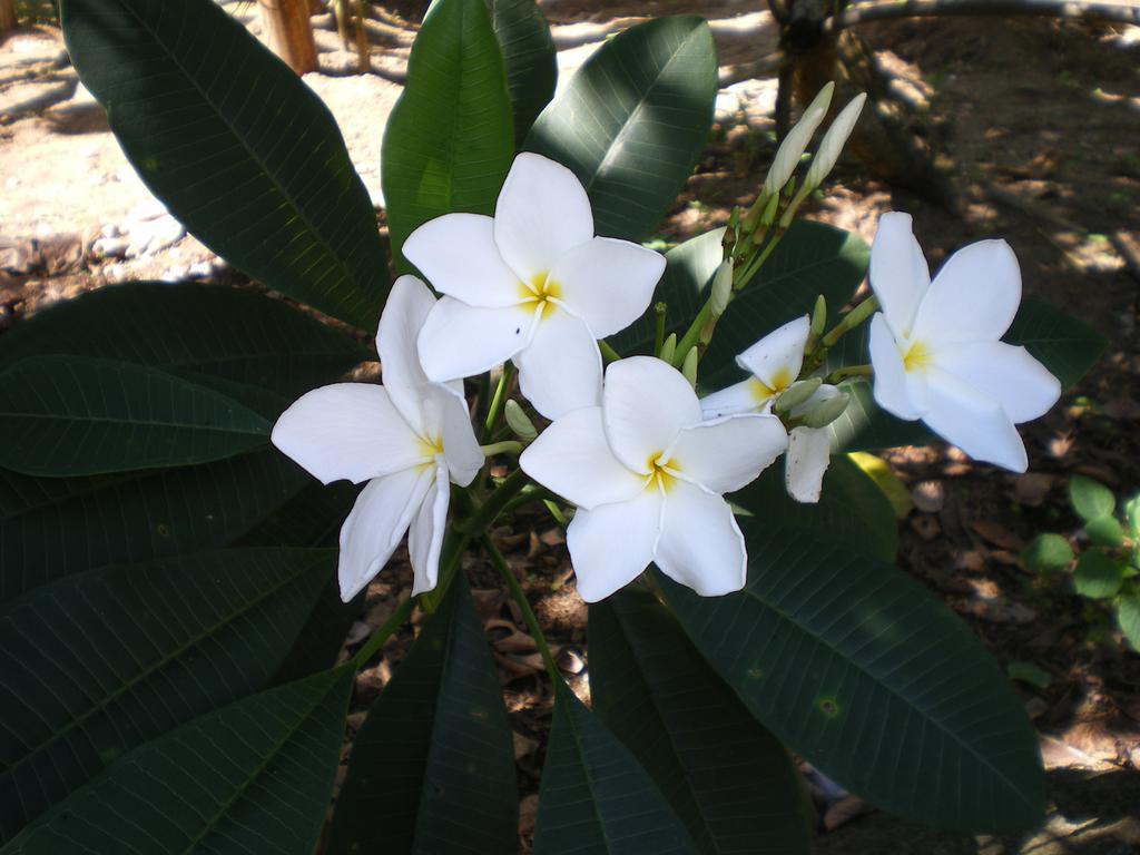 Seychelles Yellow Petals Anse Boileau Εξωτερικό φωτογραφία
