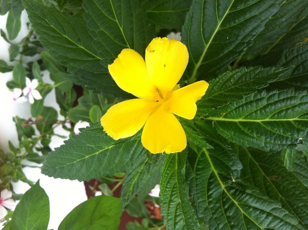 Seychelles Yellow Petals Anse Boileau Εξωτερικό φωτογραφία
